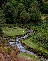 Sheep by stream in England