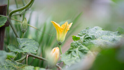 flower pumpkin in the garden