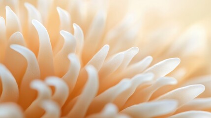 Obraz premium Soft Coral Close-up.