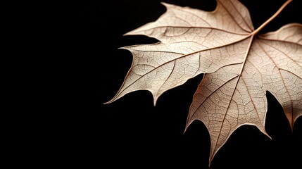 Closeup of a Dried Maple Leaf on Black Background.