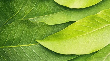 Fototapeta premium Green Leaf Texture Background.