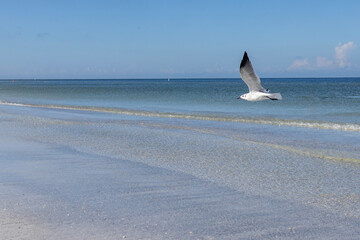seagull on the beach