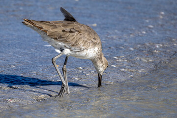 heron on the beach
