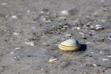 seashell on the beach