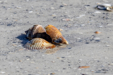 seashell on the beach