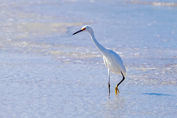 great heron ardea cinerea