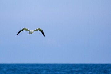 seagull in flight