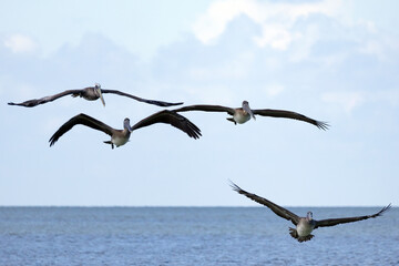 birds in flight