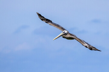 pelican in flight