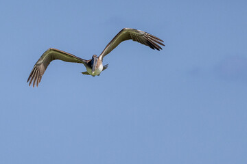 pelican in flight