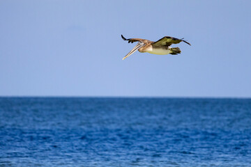 Pelican in flight