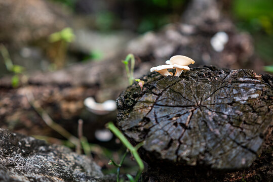 Polychrous lentinus fungus on a rotting tree trunk
