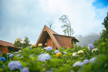 An old wooden house in the forest, surrounded by nature and hydrangeas. A peaceful rural landscape.