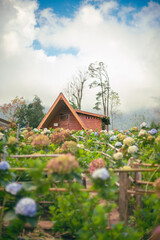 An old wooden house in the forest, surrounded by nature and hydrangeas. A peaceful rural landscape.