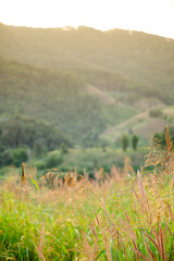 Wildflowers on a mountaintop in Khun Pae Village, Chom Thong District, Chiang Mai Province.