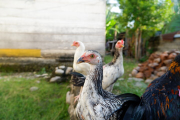 lots of chickens in the grass