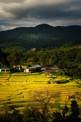 View of golden rice terraces at Khun Pae Village, Chom Thong District, Chiang Mai Province