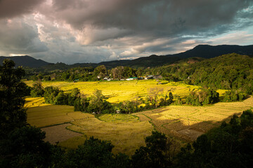 View of golden rice terraces at Khun Pae Village, Chom Thong District, Chiang Mai Province