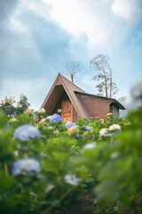 An old wooden house in the forest, surrounded by nature and hydrangeas. A peaceful rural landscape.