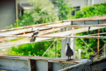Steel structure in an old factory full of rust