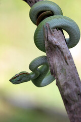 snake, viper snake, tropidolaemus subannulatus, a viper snake tropidolaemus subannulatus perched on a tree trunk