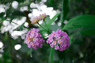 Colorful hedge flower Lantana Camara in shallow depth of field Pink Lantana Camara Flowers. Summer flowers. Close up view of the beautiful Lantana