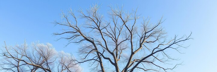 Naklejka premium The stark branches of a bare tree stretch towards the bright blue sky on a frosty winter morning, wintry scenery, tree silhouettes
