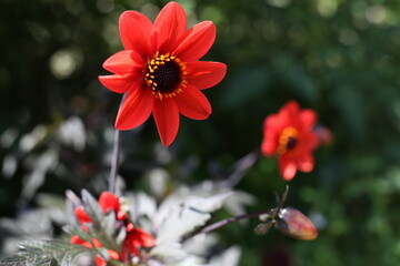 Red dahlia flower