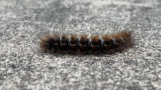 Close up video of Pine processionary (Thaumetopoea pityocampa) crawling on  the ground.