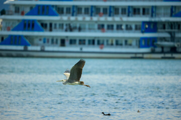 egrets on lakeside shoreline
