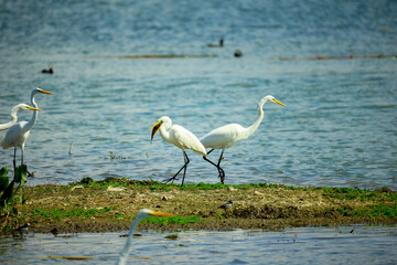Fototapeta premium egrets on lakeside shoreline 