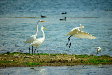 egrets on lakeside shoreline

