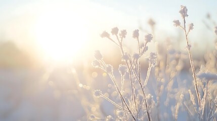 Frost-Covered Branches Bathed in Golden Sunlight