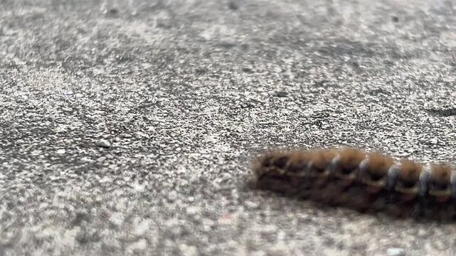 Close up video of Pine processionary (Thaumetopoea pityocampa) crawling on  the ground.