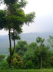 Obraz premium tree on the beach