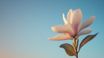 Obraz premium A single, delicate white magnolia blossom against a clear blue sky.