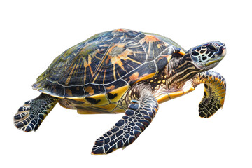 Obraz premium Majestic Turtle Isolated on Transparent or White Background