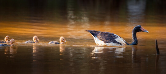 Magpie Goose with Chicks.
