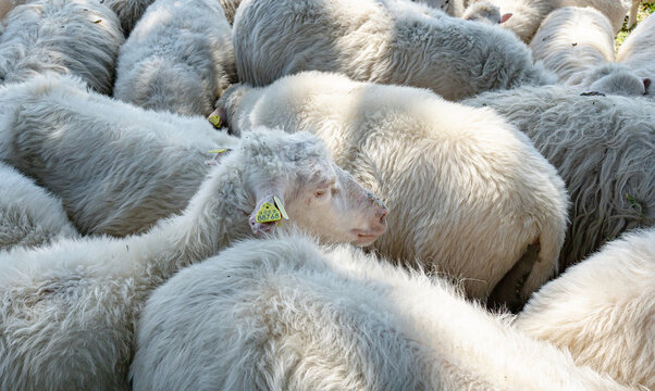 Schafe am Niederrhein