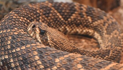 Naklejka premium A coiled Eastern Diamondback Rattlesnake (Crotalus atrox)