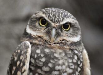 The burrowing owl (Athene cunicularia) is a small, long-legged owl found throughout North and South America
