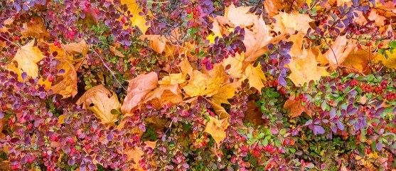 Bright autumn background. Barberry bush in autumn colors with bright red berries. Autumn yellow maple leaves. Panoramic photo.