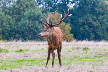 Stag Deer
