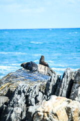 Seals playing in water and sitting on rocks 