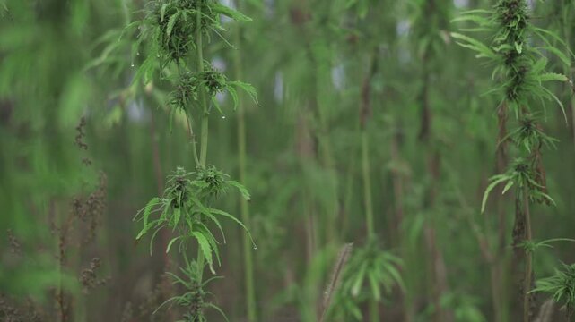 Focused view of cannabis plant stems with budding flowers dew drops set in lush field under soft cloudy sky highlighting natural growth and texture medicinal cannabis hemp concept sleep aid quality