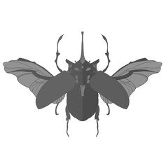 illustration of a beetle