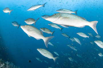 Naklejka premium School of Longface emperor or long-nosed emperor fish (Lethrinus olivaceus) in the blue water. Marine life in Andaman sea, Indian ocean, Thailand. Underwater world concept