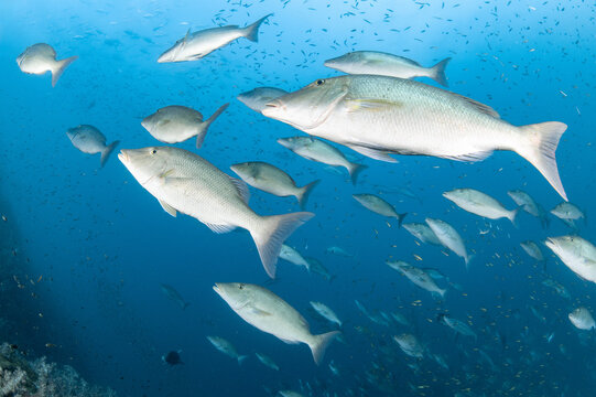 School of Longface emperor or long-nosed emperor fish (Lethrinus olivaceus) in the blue water. Marine life in Andaman sea, Indian ocean, Thailand. Underwater world concept