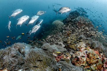 School of Giant trevally fish and glassfish swimming over sea anemone and coral reef at Richelieu Rock, one of the popular dive sites of Andaman sea in Thailand. Underwater world exploration