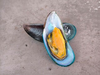 Fresh raw green mussels. New Zealand Mussel or Perna Canaliculus. Seafood concept